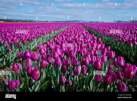 Aerial View Of Bulb Fields In Springtime Colorful Tulip Fields In The