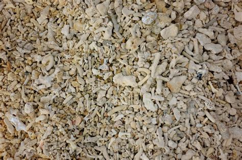 Free Images Sand Rock Flower Food Produce Soil Material Gravel