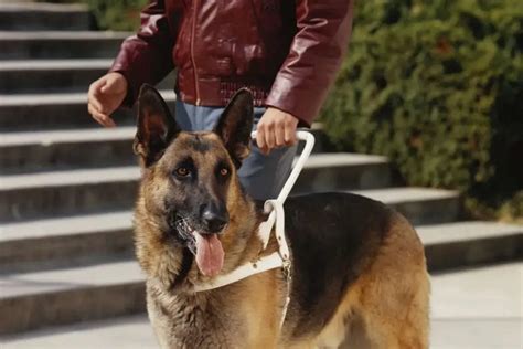 How To Train Your Service Dog – German Shepherd Service Dog Training Tips