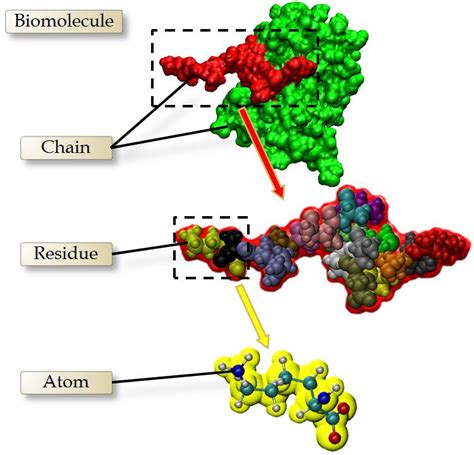 Hierarchical Structure Of The Biomolecules Download Scientific Diagram