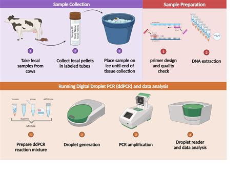 digital droplet PCR | BioRender Science Templates