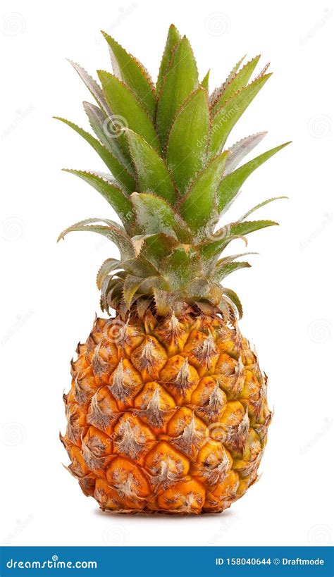 Mini Pineapple Stock Photo Image Of Closeup Stem Studio 158040644