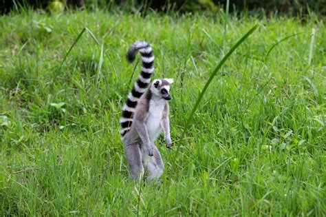 Premium Photo | Ring-tailed lemur in the rainforest on the island of madagascar