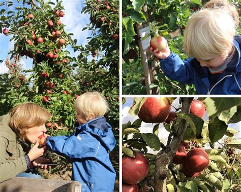 Pfel Pfl Cken Im Alten Land Liebgewonnenes Herbstritual