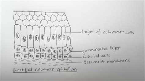 Stratified Squamous Epithelium Labeled