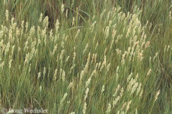 Salt Marsh Grasses by Doug Wechsler-