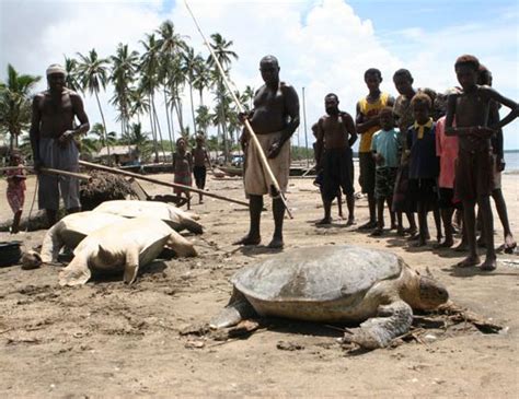 Green Sea Turtle Threats