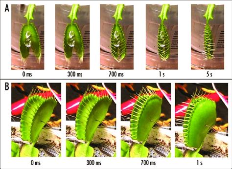 Venus Flytrap Life Cycle Diagram