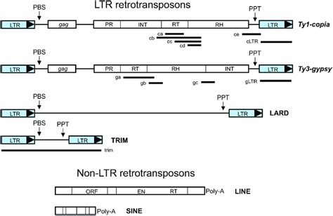 Schematic Representation Of Representative LTR Retrotransposons The