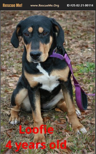 ADOPT 25022100114 Black And Tan Coonhound Rescue Attalla AL