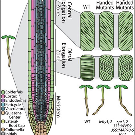 Pdf The Cytoskeleton And Root Growth Behavior