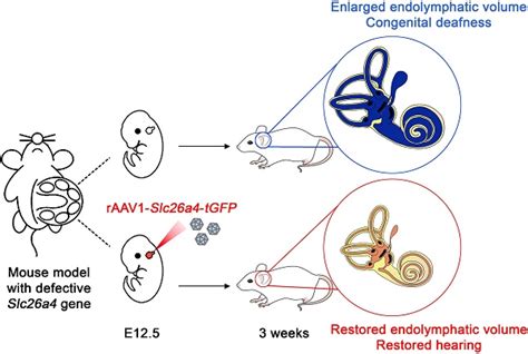 Gene Therapy For Hereditary Hearing Loss By SLC26A4 Mutations In Mice