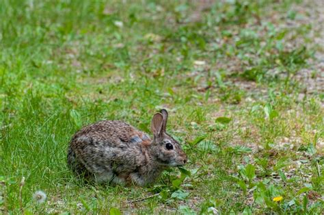 Premium Photo Minnesota Eastern Cottontail Rabbit Sylvilagus