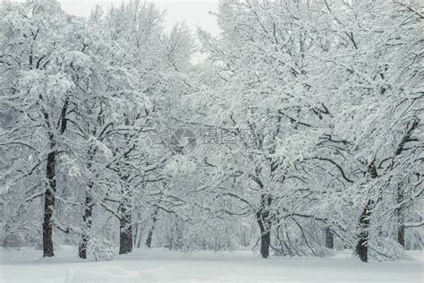 下雪后森林美丽的冬季高清图片下载 正版图片505901423 摄图网