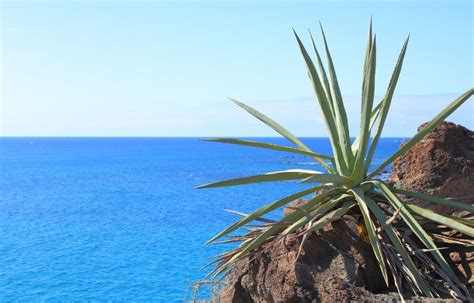 Aloe vera en Tenerife una tradición milenaria Hotel Vanilla Garden