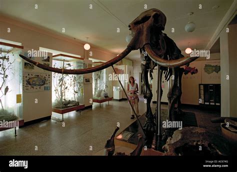 A visitor researches Woolly Mammoth skeleton Mammuthus primegenius ...