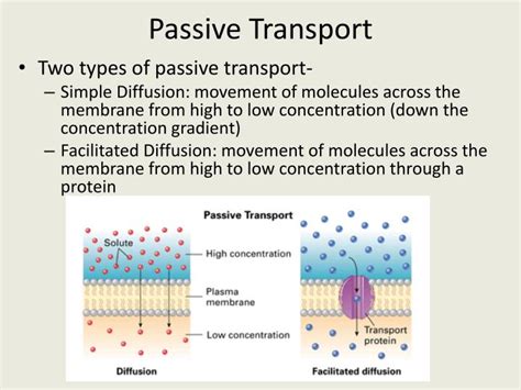 PPT - Diffusion & Osmosis PowerPoint Presentation - ID:2789128