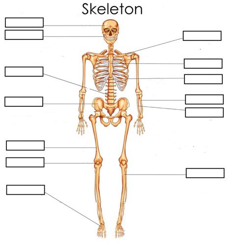 Skeleton Worksheet Printable Word Searches