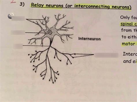 diagram  relay neurons quizlet