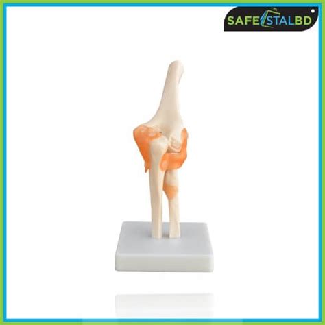 Xc Life Size Elbow Joint Safestallbd