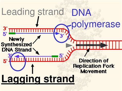 Ppt Dna Replication Transcription And Translation Powerpoint Presentation Id2852114