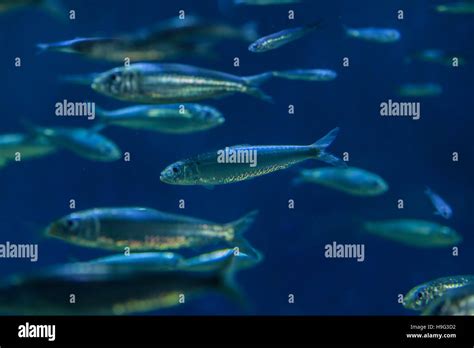 European Pilchards Stock Photos & European Pilchards Stock Images - Alamy