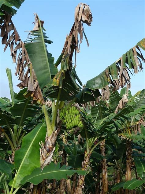 Banana Diseases