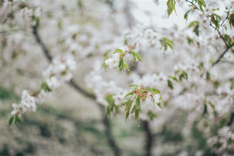 White Cherry Blossoms · Free Stock Photo