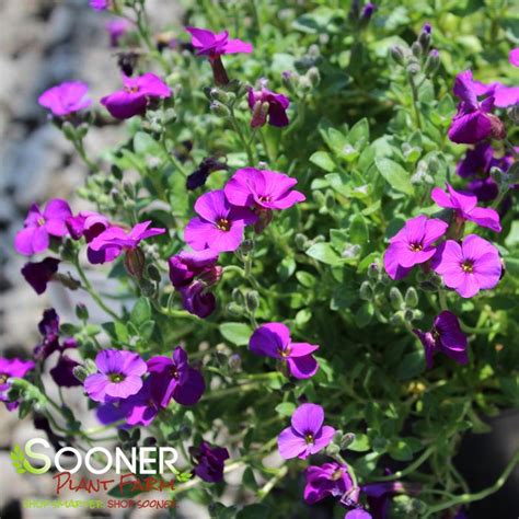 Rock On Purple Rock Cress | Sooner Plant Farm