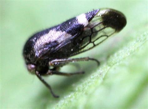 Treehopper Ophiderma Bugguide Net