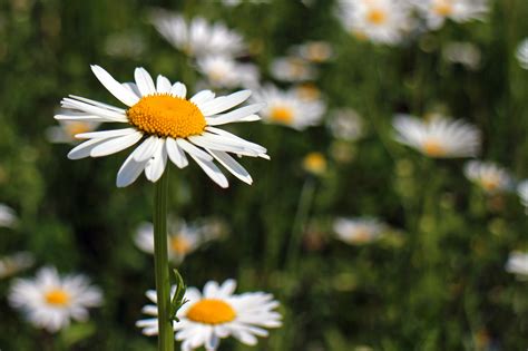 Kostenlose foto Natur Gras blühen Weiß Feld Blütenblatt