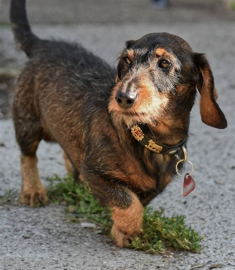 Wire-haired Dachshund: Your Complete Guide to the Breed