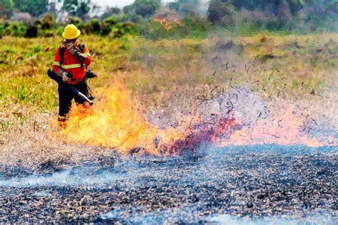 Los Incendios Vuelven A Amenazar La Biodiversidad En El Pantanal