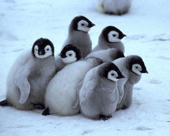 Tianna's Baby Animal Blog: Baby Penguins (Yes Caroline I did this because I luff you)