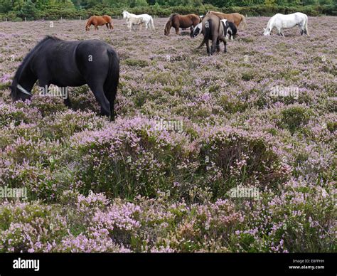 Herd Of New Forest Ponies Grazing On Heather Hampshire England Uk