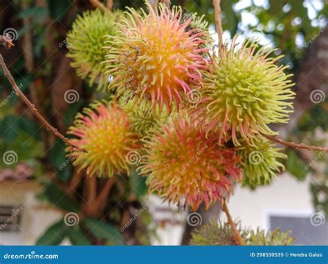 Rambutan Fruits Or Nephelium Lappaceum On Tree A Tropical Tree Stock