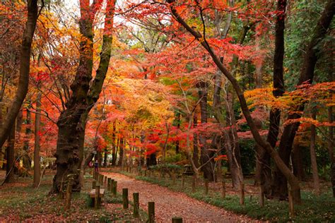 【関東近郊の紅葉】広大な敷地で秋を楽しむ！埼玉県の紅葉スポット5選 Tabizine～人生に旅心を～