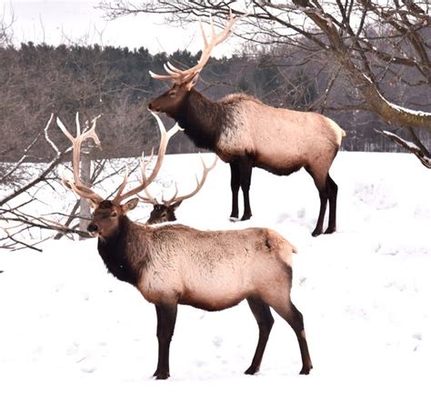 Poaching Rattles Up North Towns After Elks Comeback To ‘big Wild