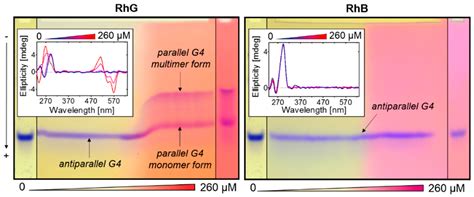 Ijms Free Full Text Rhodamine 6g Ligand Influencing G Quadruplex