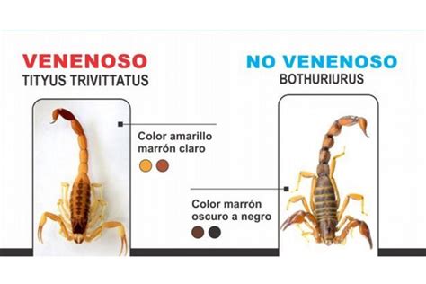 Alacranes En Casa Descubre Su Significado Y C Mo Prevenirlos