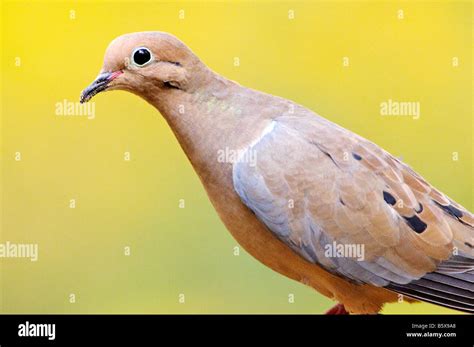 Mourning Dove Zenaida Macroura Stock Photo Alamy