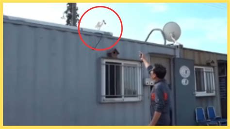 Man Rescues A Strange Bird But What Happens Next Is Unpredictable