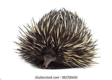 Shortbeaked Echidna Isolated On White Stock Photo