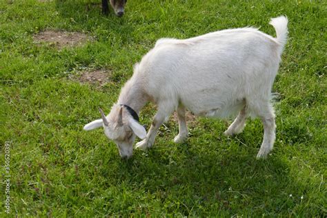 Little and funny goats on a farm in Austria, a dwarf goat. Stock Photo ...