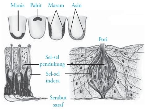 Pengertian Struktur Dan Fungsi Lidah Pada Manusia