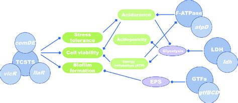 Inhibitory Effects Of Lh On The Regulatory Network Of Multiple Genes