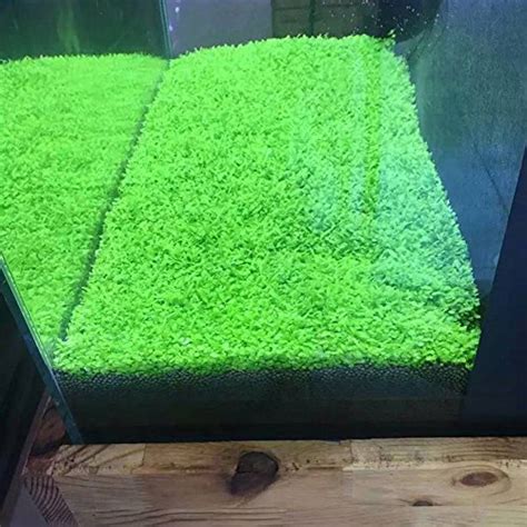 Aquarium Plants Seeds Aquatic Double Leaf Carpet Water Grass, for Fish Tank Rock Lawn Garden ...