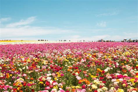 Exploring The Flower Fields At Carlsbad Ranch The Socal Gal