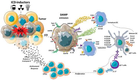 Pharmaceutics Free Full Text An Overview On Immunogenic Cell Death In Cancer Biology And Therapy