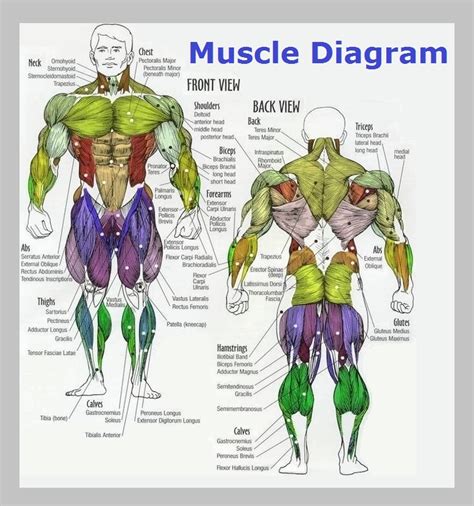 Interactive Muscle Anatomy Diagram